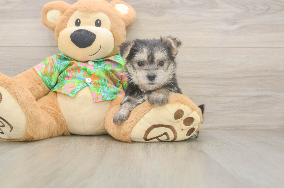 5 week old Morkie Puppy For Sale - Puppy Love PR