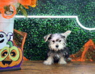 10 week old Morkie Puppy For Sale - Puppy Love PR