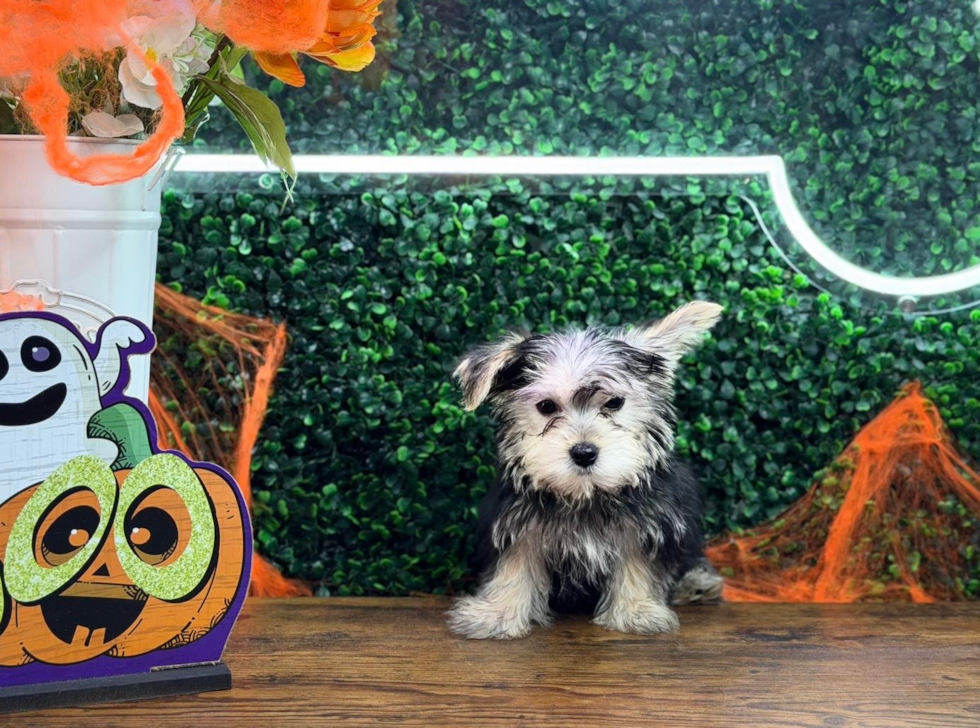 Meet Derek - our Morkie Puppy Photo  1/4 - Puppy Love PR Cute Morkie Baby