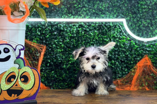 Cute Morkie Baby