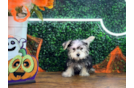 Meet Derek - our Morkie Puppy Photo  1/4 - Puppy Love PR Cute Morkie Baby