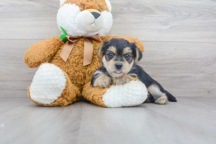 Meet Derek - our Morkie Puppy Photo 1/3 - Puppy Love PR Best Morkie Baby