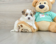 7 week old Morkie Puppy For Sale - Puppy Love PR