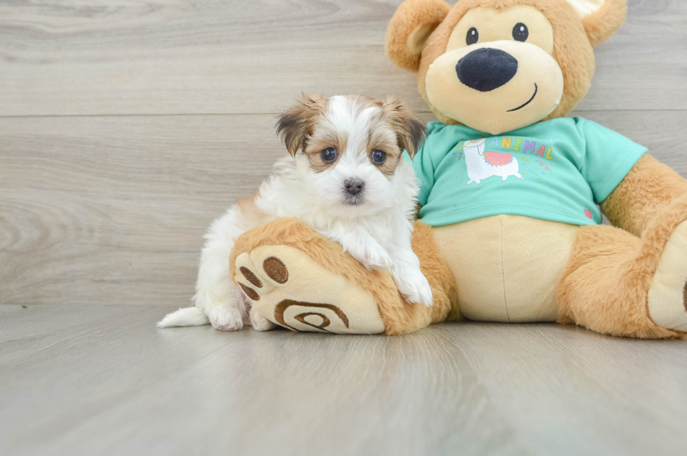 6 week old Morkie Puppy For Sale - Puppy Love PR