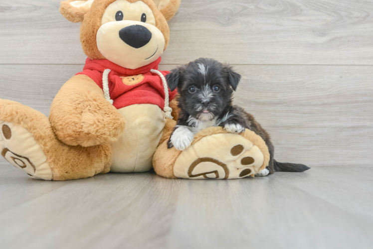 Meet Donovan - our Morkie Puppy Photo 1/3 - Puppy Love PR Morkie Puppy for Adoption