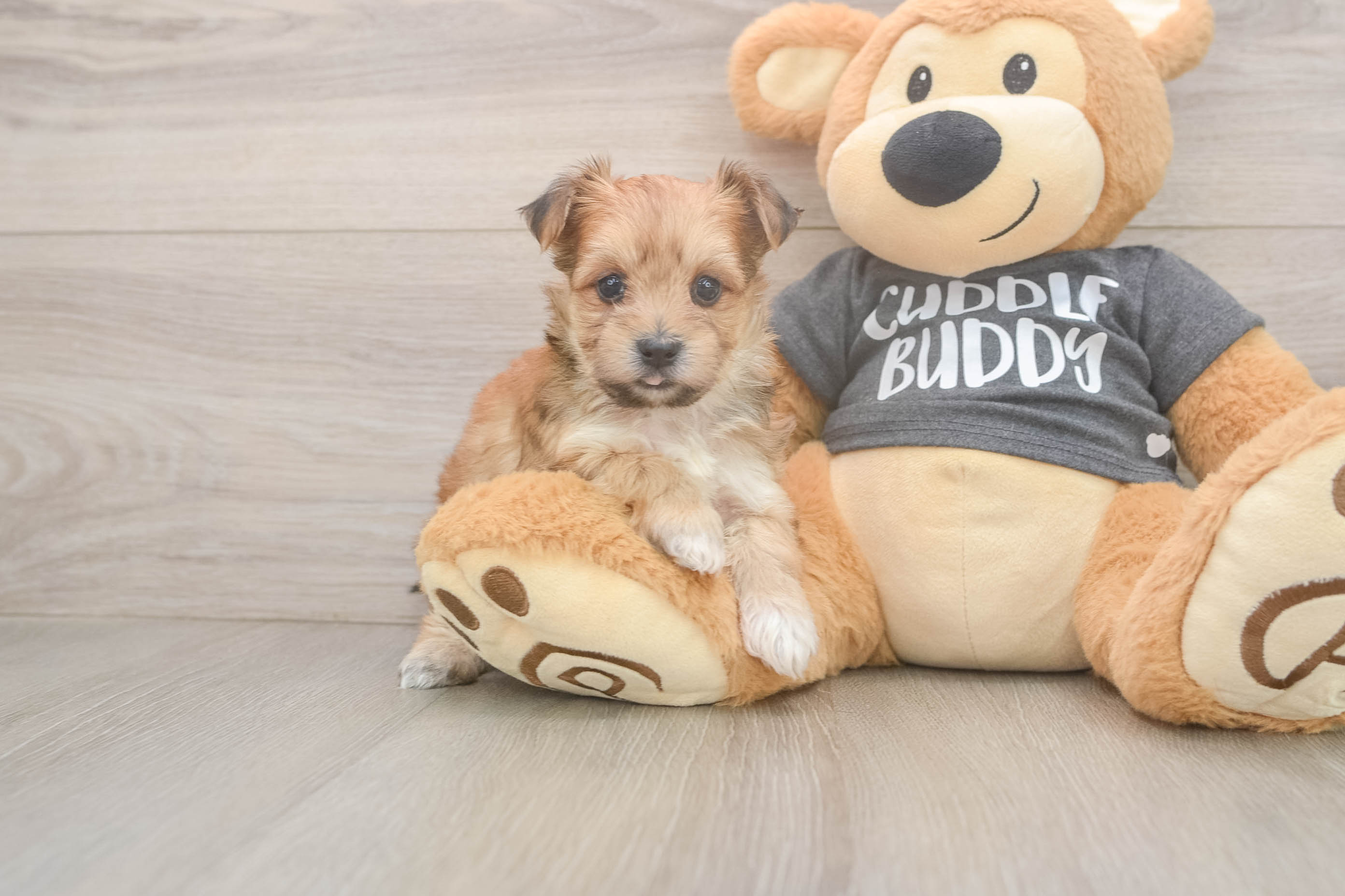 Happy Morkie Baby