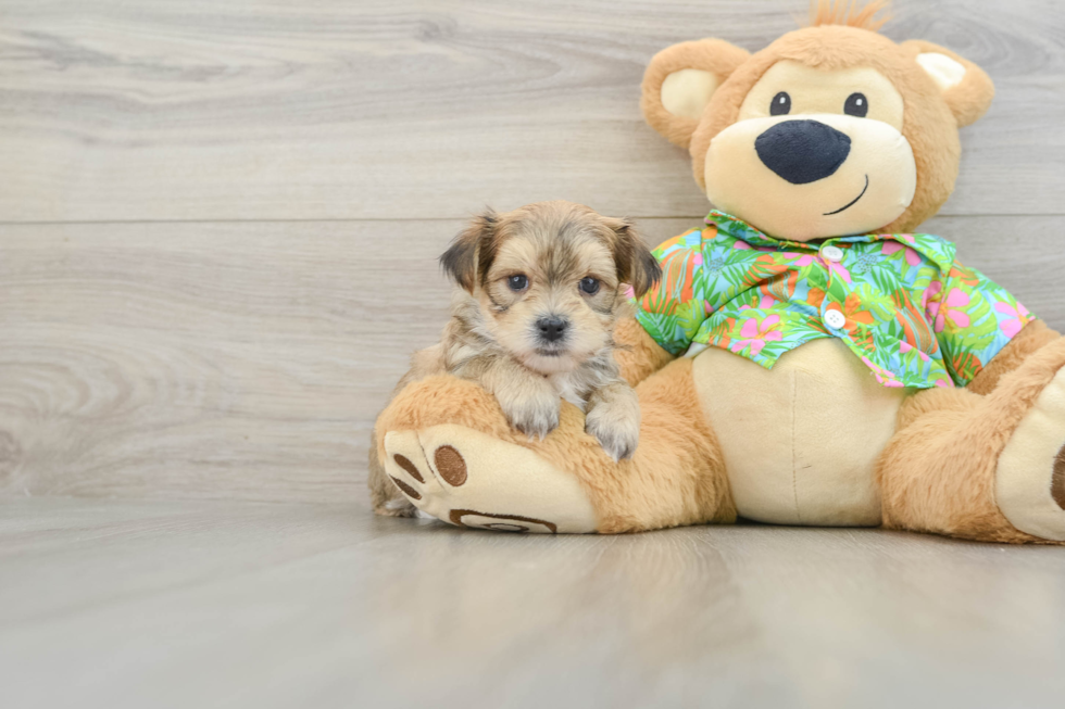 Best Morkie Baby
