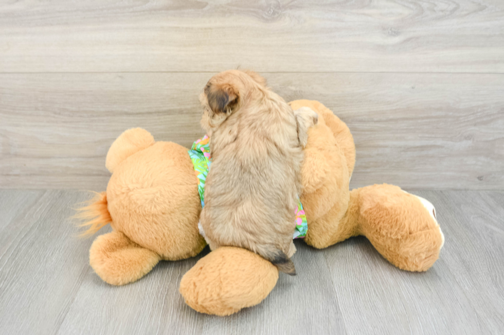 Morkie Puppy for Adoption
