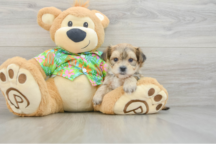 Morkie Puppy for Adoption