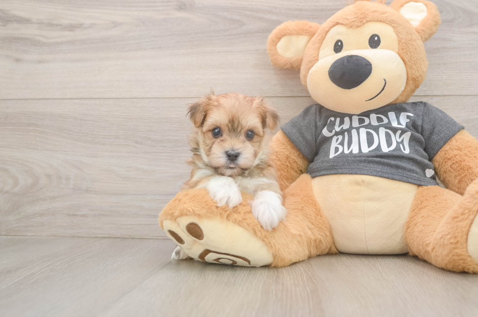 7 week old Morkie Puppy For Sale - Puppy Love PR