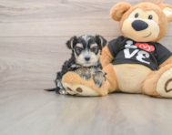 6 week old Morkie Puppy For Sale - Puppy Love PR