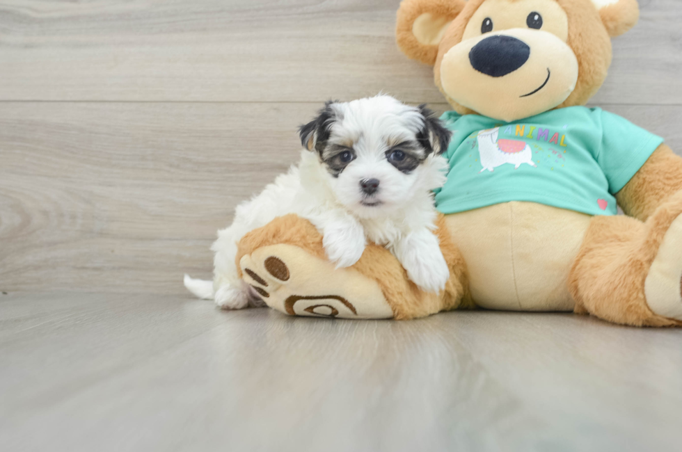 6 week old Morkie Puppy For Sale - Puppy Love PR