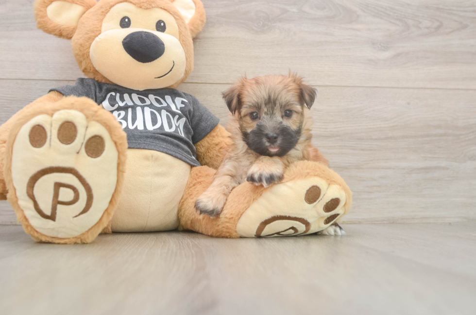 7 week old Morkie Puppy For Sale - Puppy Love PR