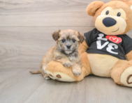 6 week old Morkie Puppy For Sale - Puppy Love PR