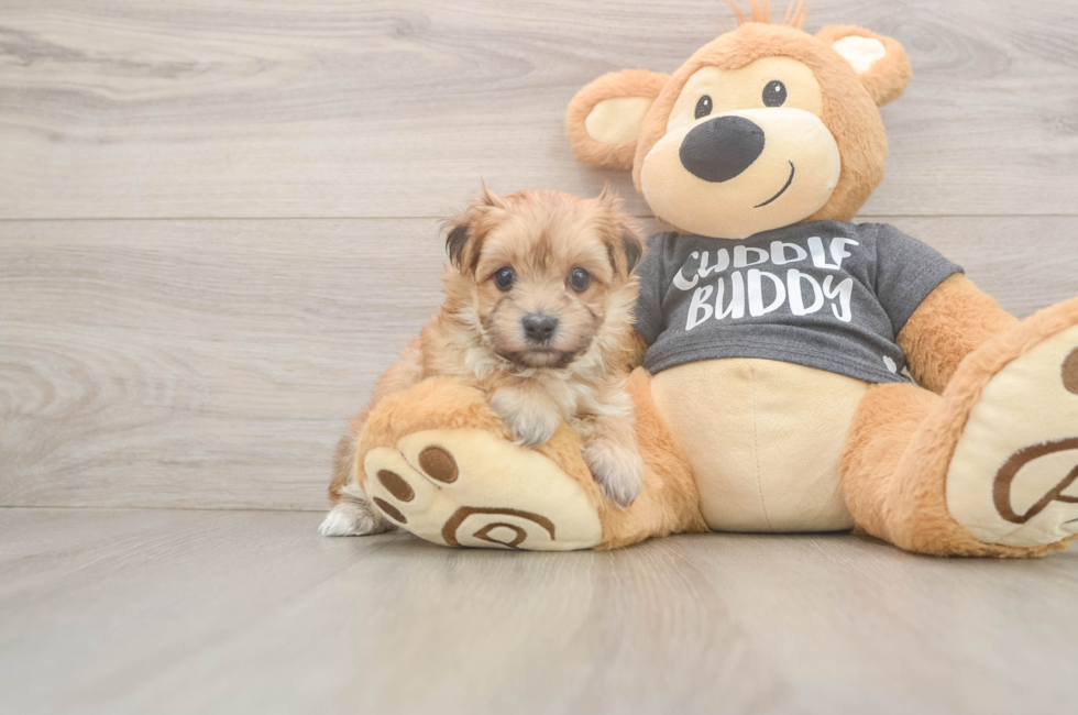 7 week old Morkie Puppy For Sale - Puppy Love PR