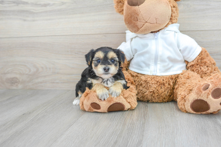 Meet Eliza - our Morkie Puppy Photo 1/3 - Puppy Love PR Petite Morkie Designer Pup