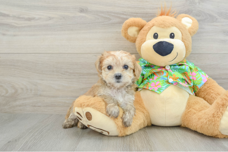 Morkie Puppy for Adoption