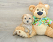 6 week old Morkie Puppy For Sale - Puppy Love PR