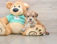 7 week old Morkie Puppy For Sale - Puppy Love PR
