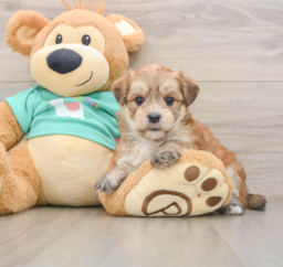 7 week old Morkie Puppy For Sale - Puppy Love PR