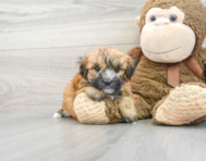 6 week old Morkie Puppy For Sale - Puppy Love PR