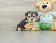 7 week old Morkie Puppy For Sale - Puppy Love PR