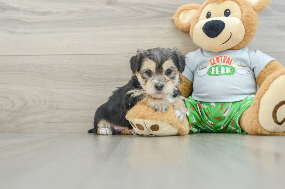 6 week old Morkie Puppy For Sale - Puppy Love PR