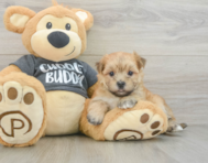 5 week old Morkie Puppy For Sale - Puppy Love PR