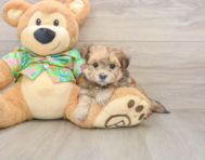 6 week old Morkie Puppy For Sale - Puppy Love PR
