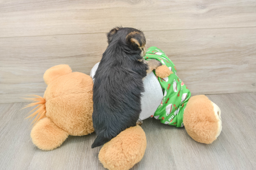 Morkie Puppy for Adoption