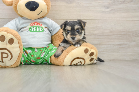 Friendly Morkie Baby