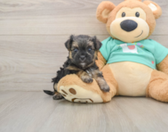 6 week old Morkie Puppy For Sale - Puppy Love PR
