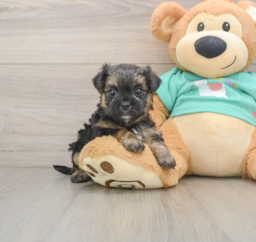 7 week old Morkie Puppy For Sale - Puppy Love PR