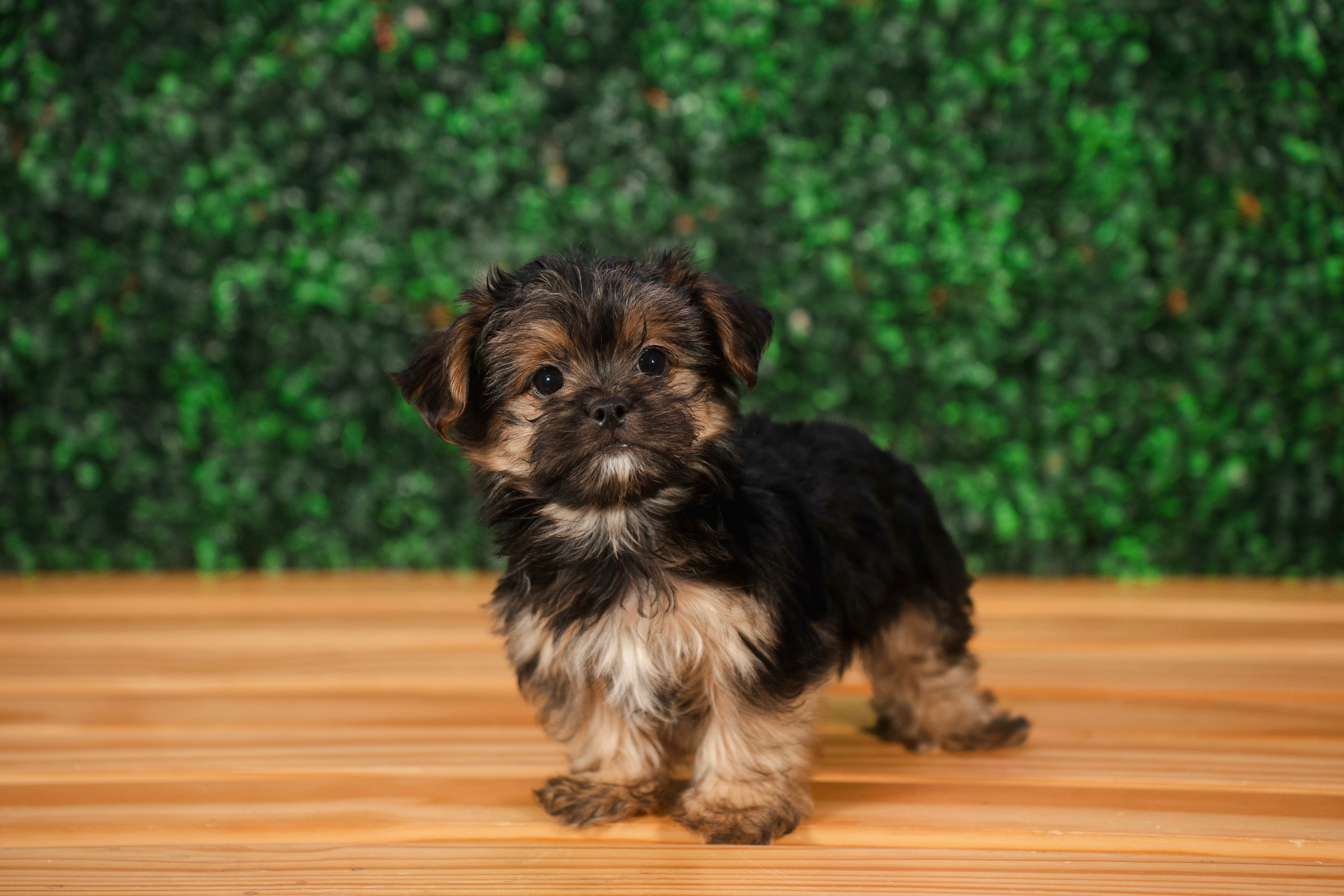 Cute Morkie Baby