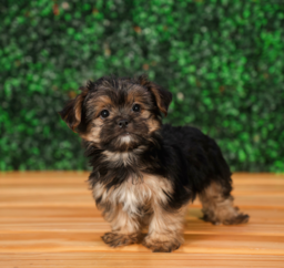 10 week old Morkie Puppy For Sale - Puppy Love PR