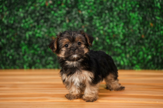 Cute Morkie Baby