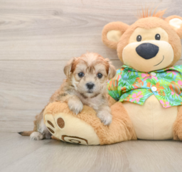5 week old Morkie Puppy For Sale - Puppy Love PR