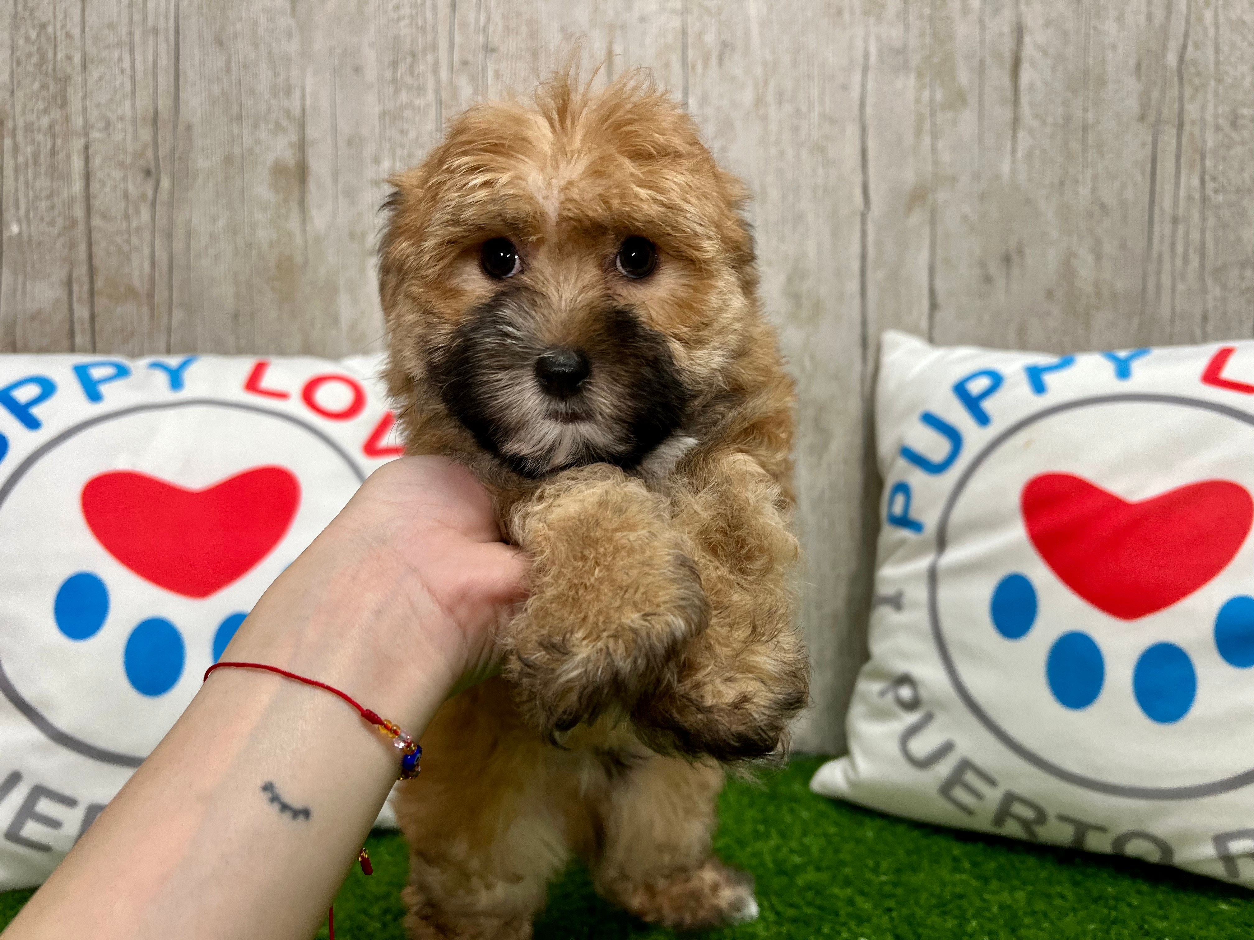 Cute Morkie Baby