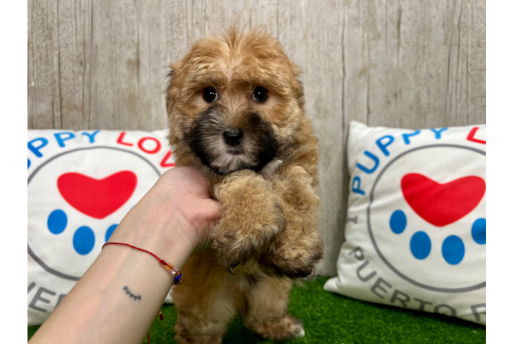 Meet Elmo - our Morkie Puppy Photo 1/4 - Puppy Love PR Cute Morkie Baby