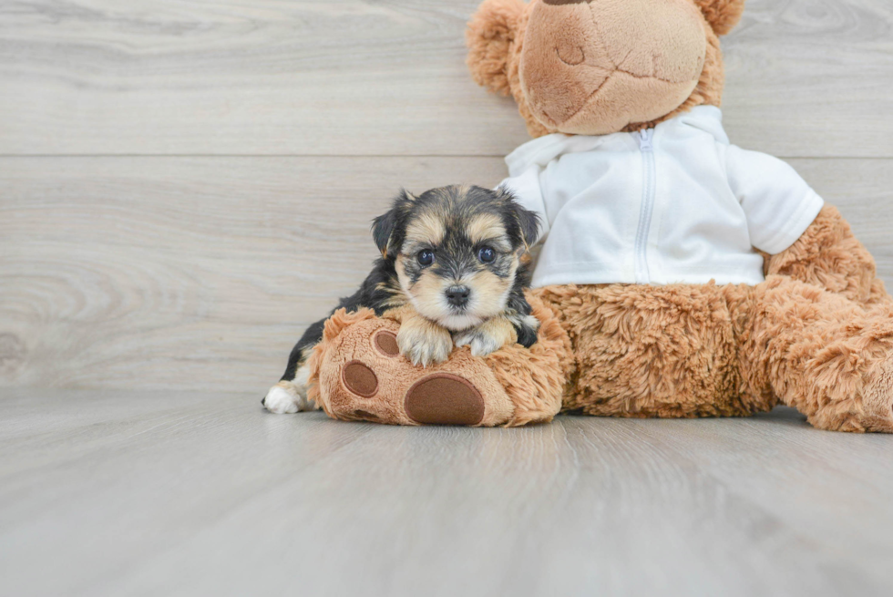 Best Morkie Baby