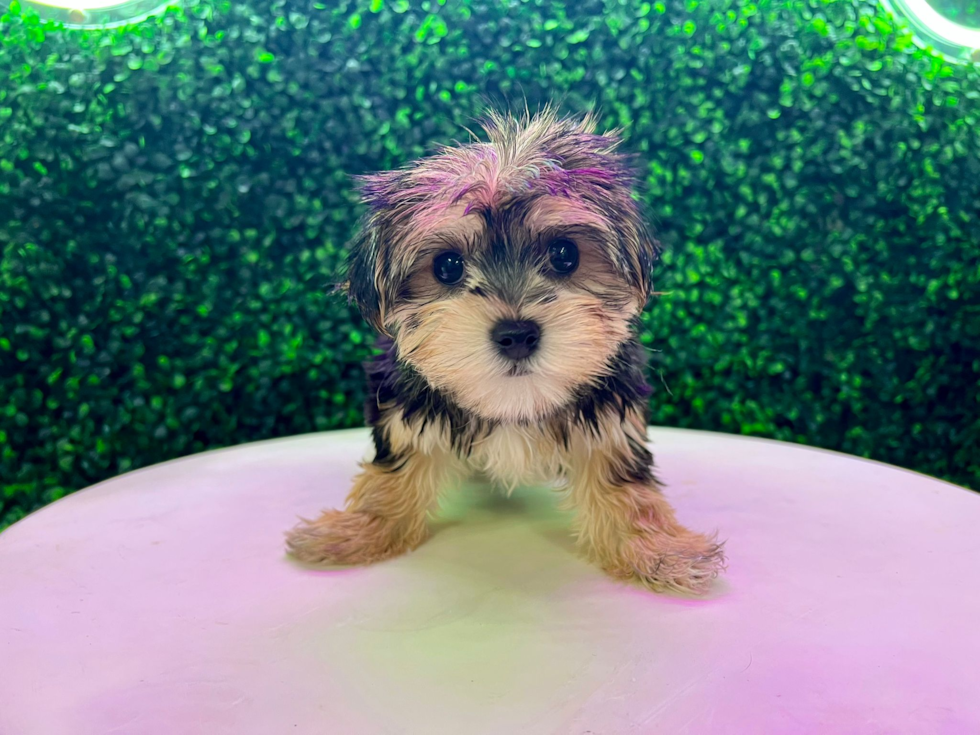 Cute Yorkie Designer Puppy