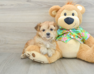 6 week old Morkie Puppy For Sale - Puppy Love PR