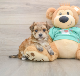7 week old Morkie Puppy For Sale - Puppy Love PR