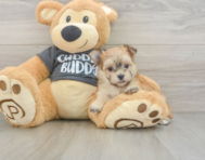 5 week old Morkie Puppy For Sale - Puppy Love PR