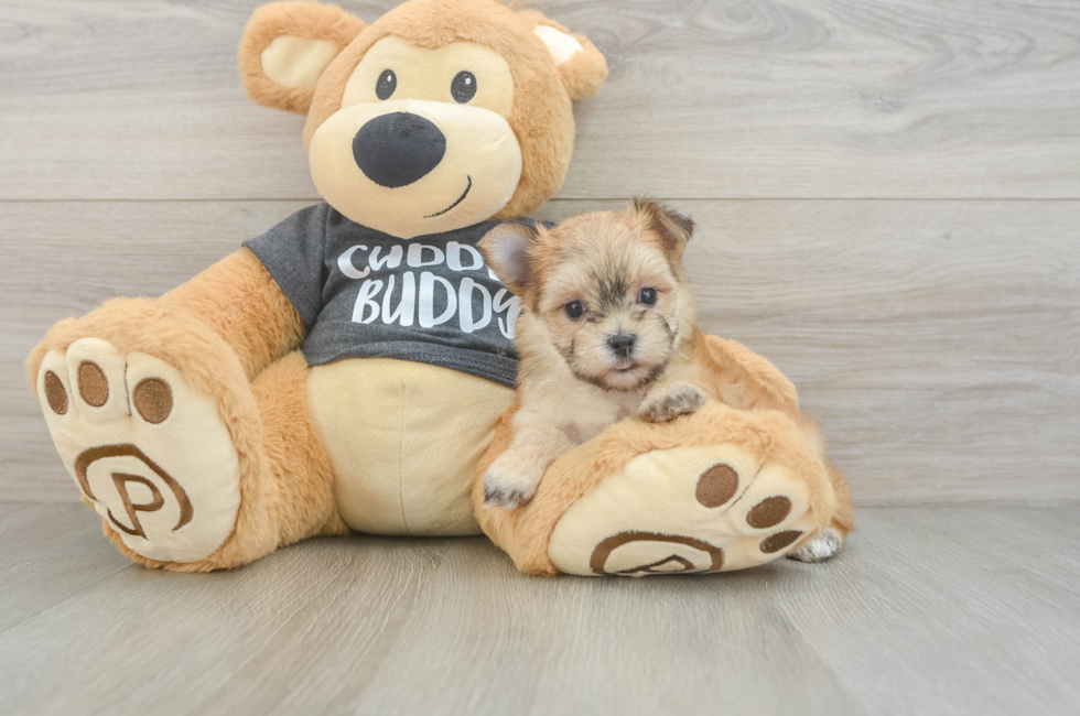 5 week old Morkie Puppy For Sale - Puppy Love PR