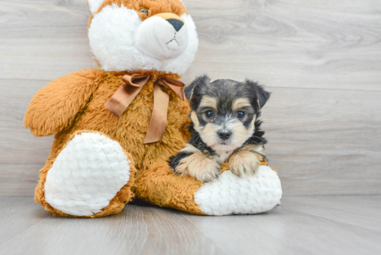 Meet Emmy - our Morkie Puppy Photo 1/3 - Puppy Love PR Adorable Yorkie Designer Puppy