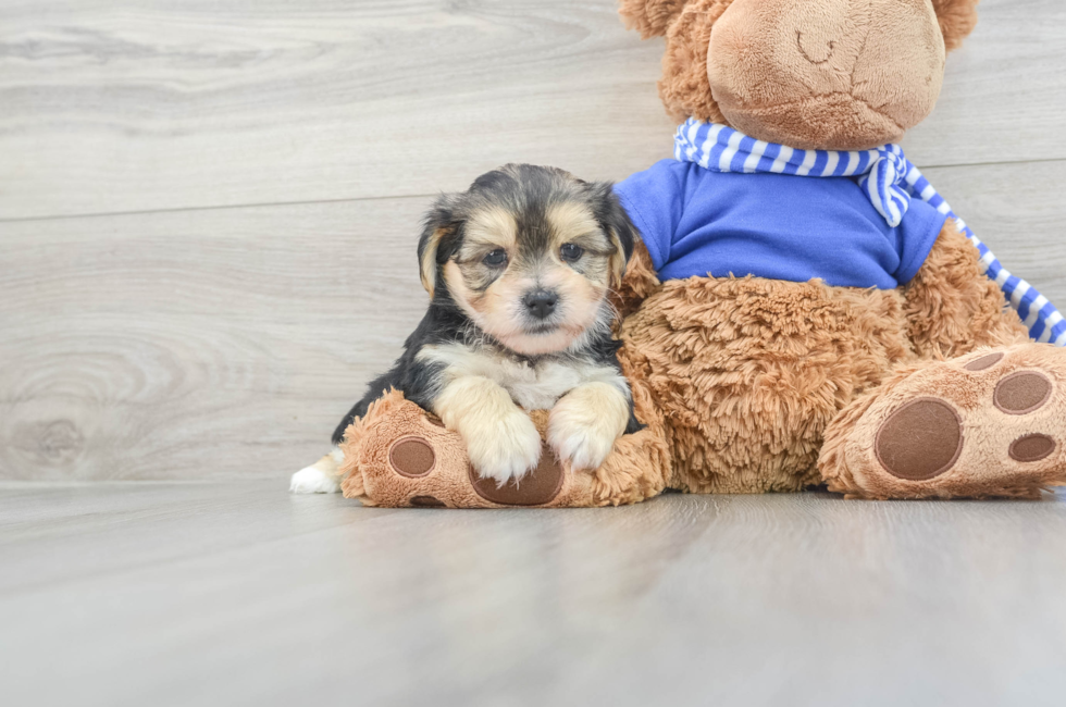 5 week old Morkie Puppy For Sale - Puppy Love PR