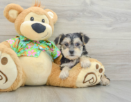 6 week old Morkie Puppy For Sale - Puppy Love PR