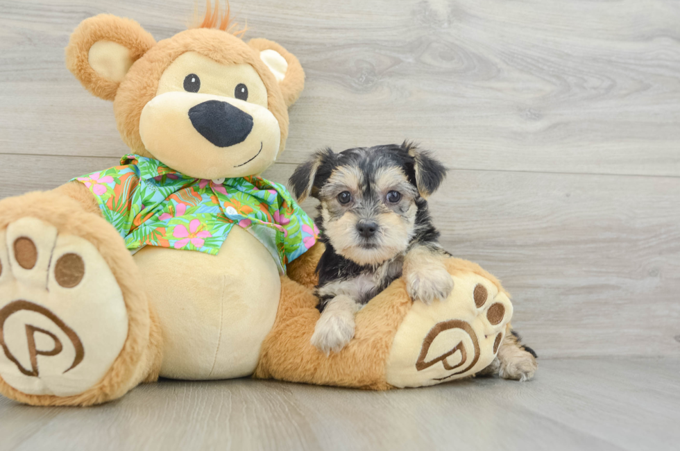 6 week old Morkie Puppy For Sale - Puppy Love PR