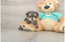 Morkie Puppy for Adoption